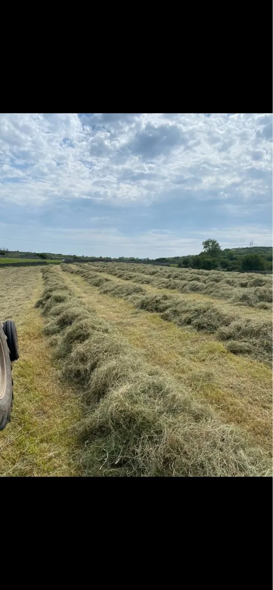 Square bales of Haylage and Hay, Excellent Quality - Image 2