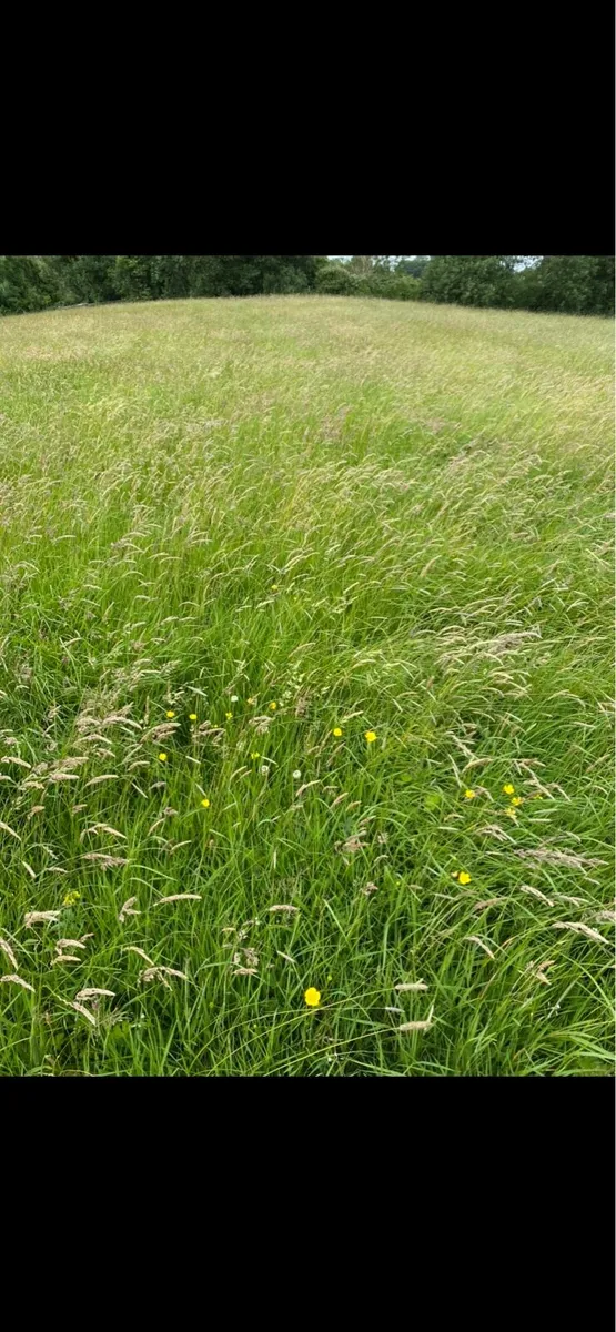 Square bales of Haylage, Excellent Quality - Image 3