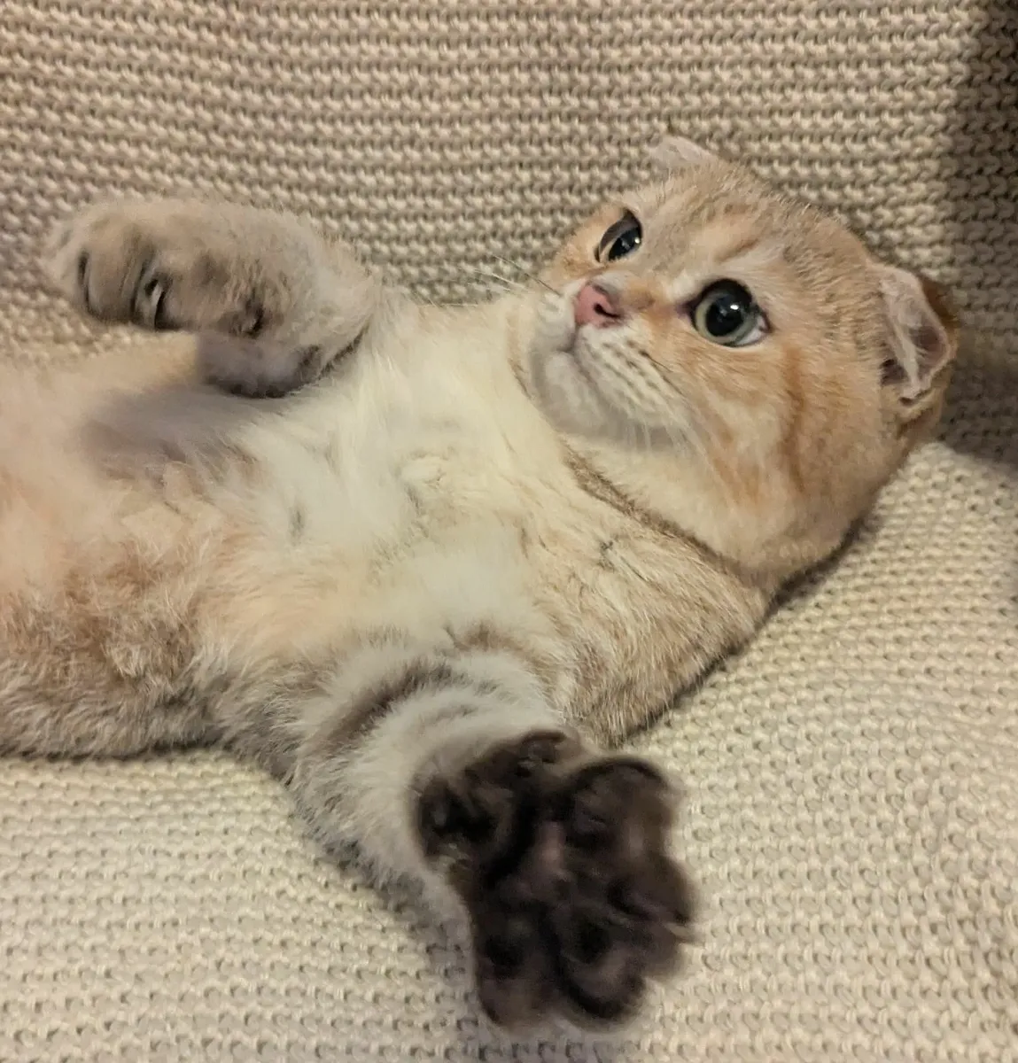 Golden Chinchilla Scottish fold - Image 2