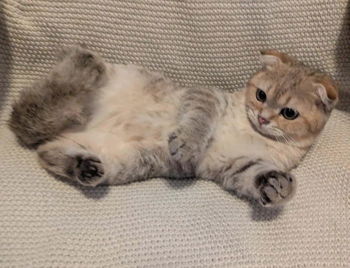 Golden Chinchilla Scottish fold - Image 4
