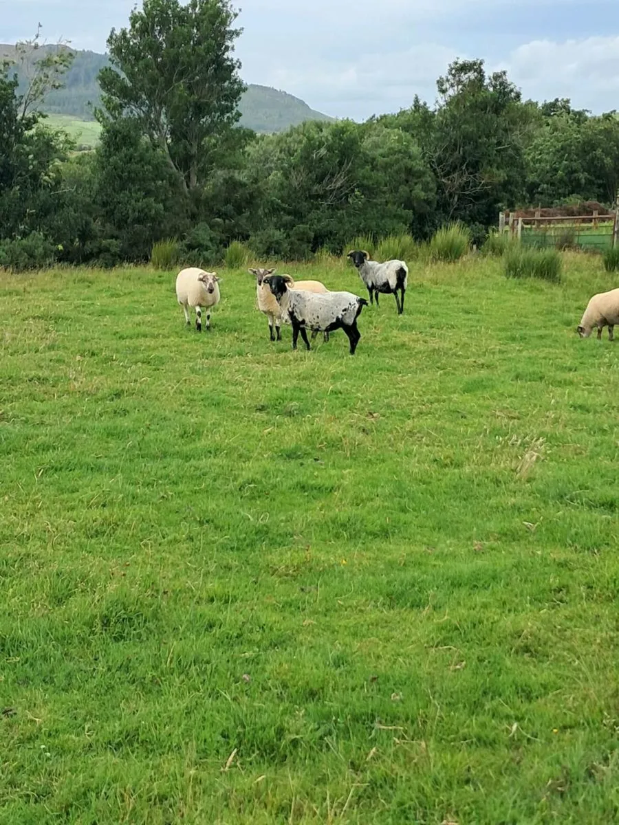 Hiltex ewe lambs - Image 1