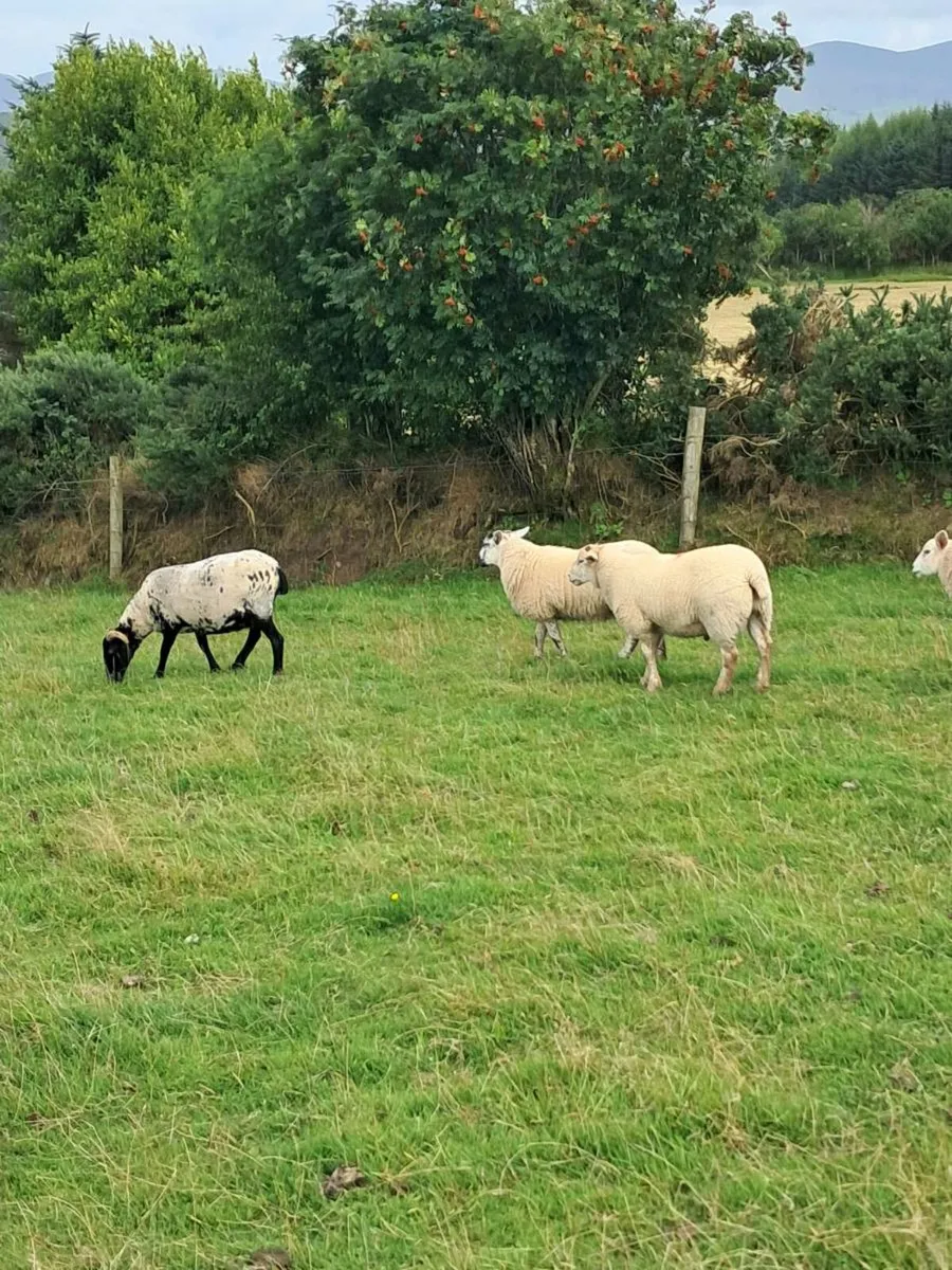 Hiltex ewe lambs - Image 2