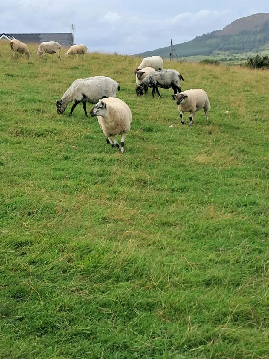 Hiltex ewe lambs - Image 3