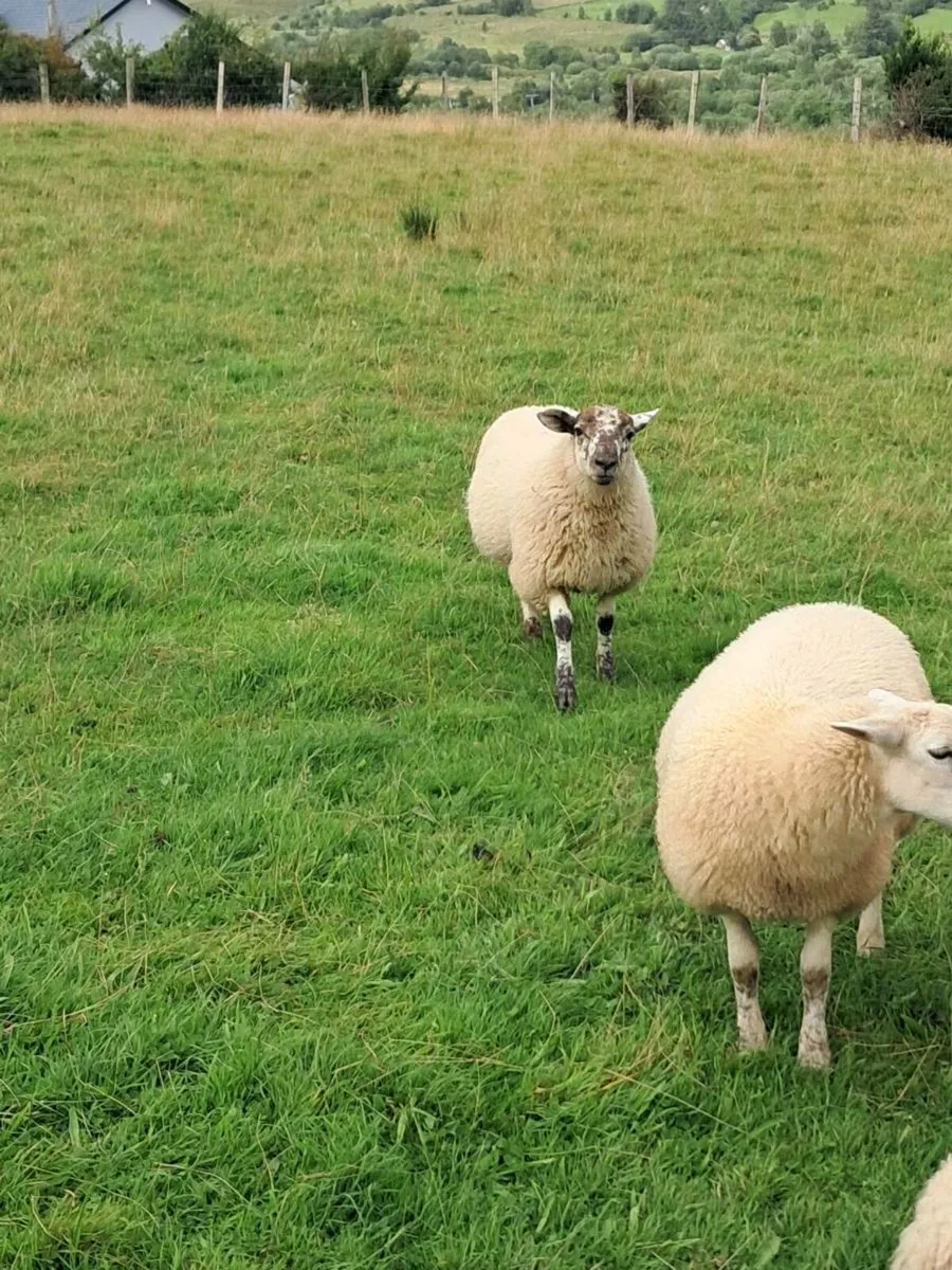 Hiltex ewe lambs - Image 4