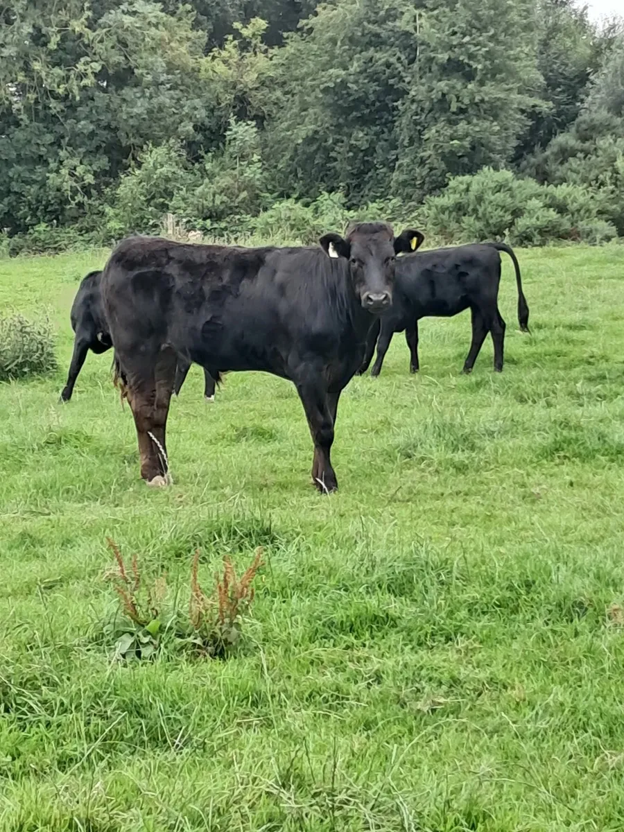 Young beef stock - Image 1