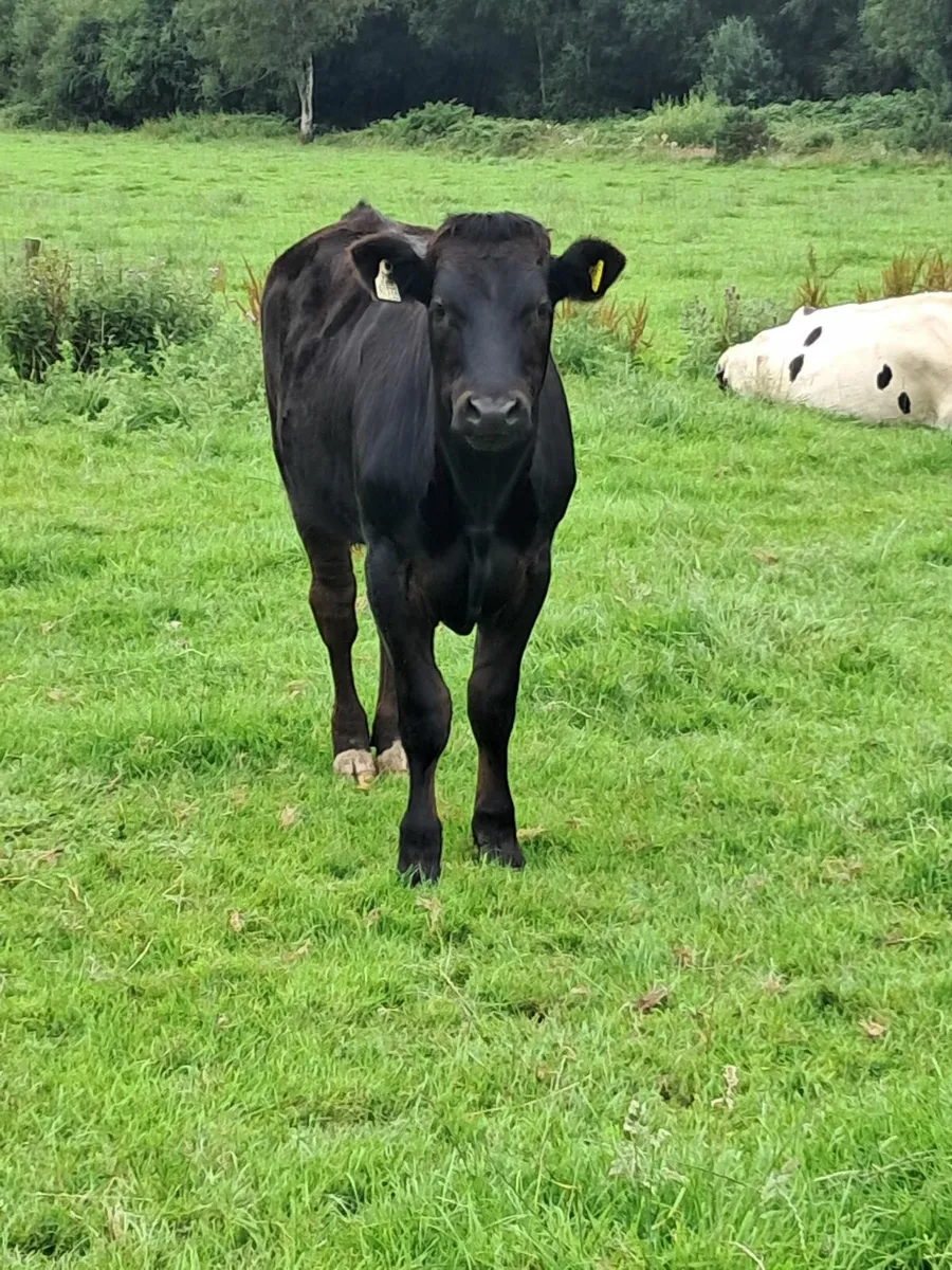 Young beef stock - Image 2