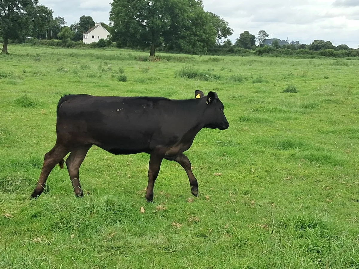 Young beef stock - Image 3