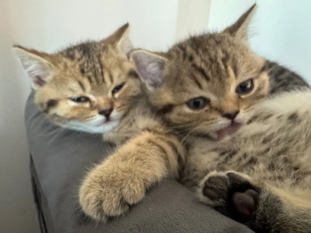 Fabulouse cross breed kitten - Image 2