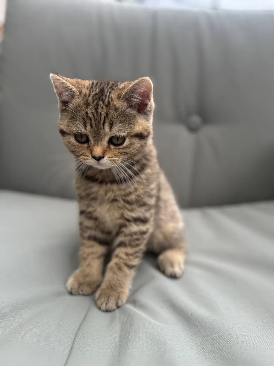 Fabulouse cross breed kitten - Image 1