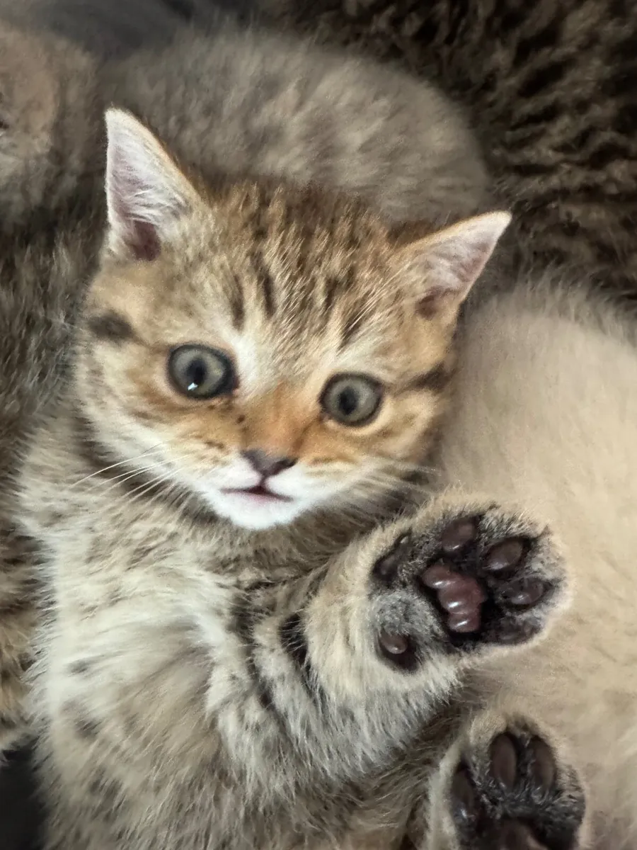 Fabulouse cross breed kitten - Image 3