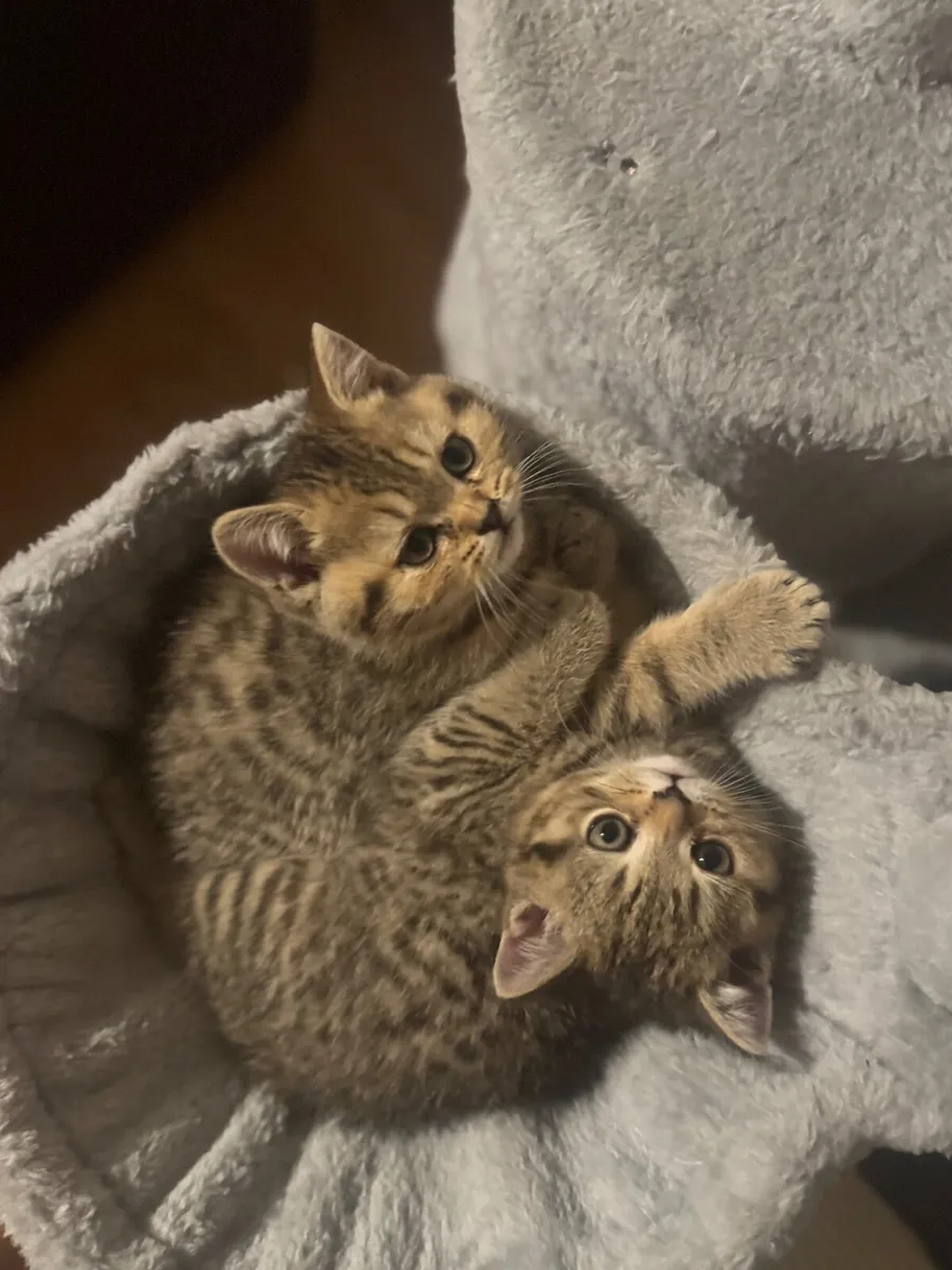 Fabulouse cross breed kitten - Image 4