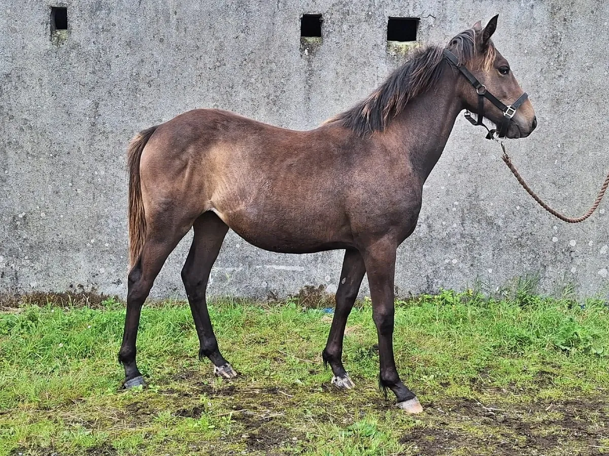 Yearling fillies  700 ono / 1600 ono - Image 1