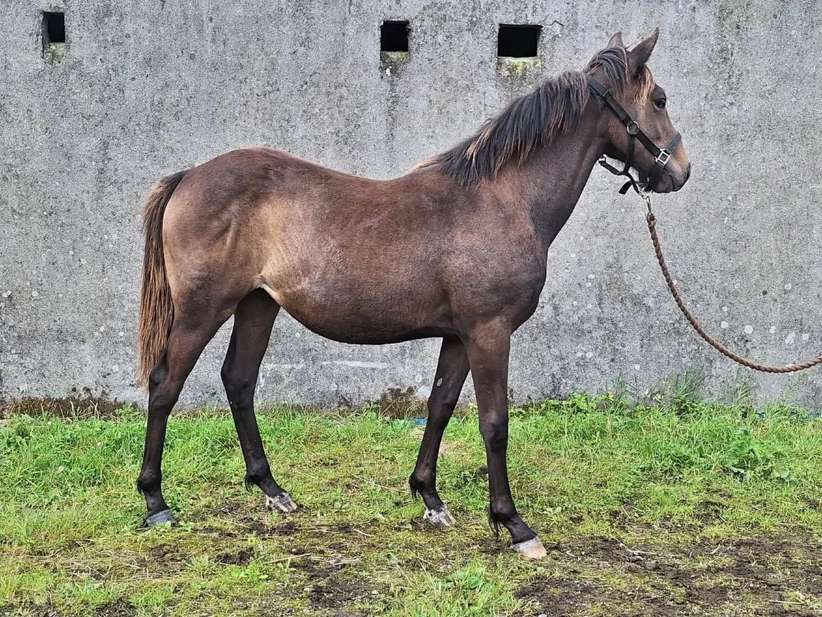Yearling fillies  700 ono / 1600 ono - Image 4