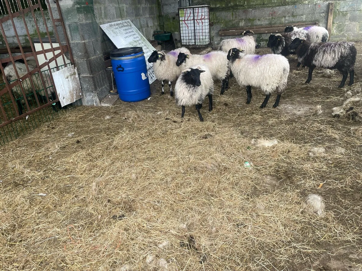 Sheep - Image 1