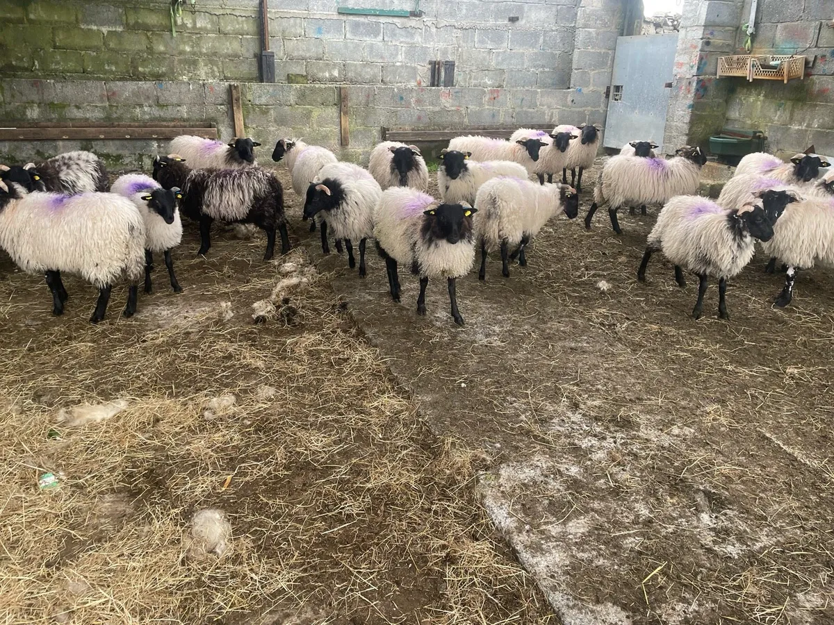 Sheep - Image 2