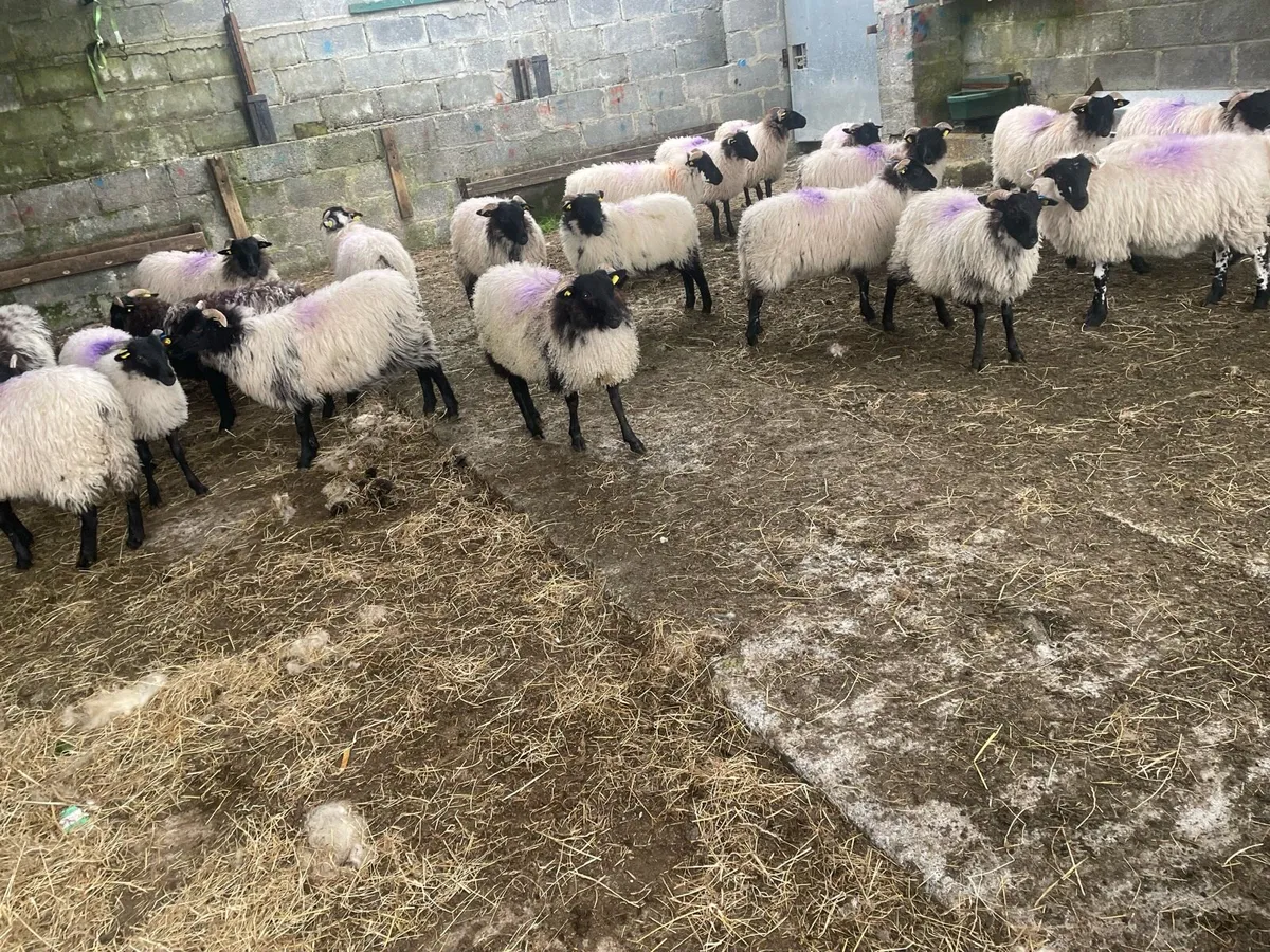 Sheep - Image 3