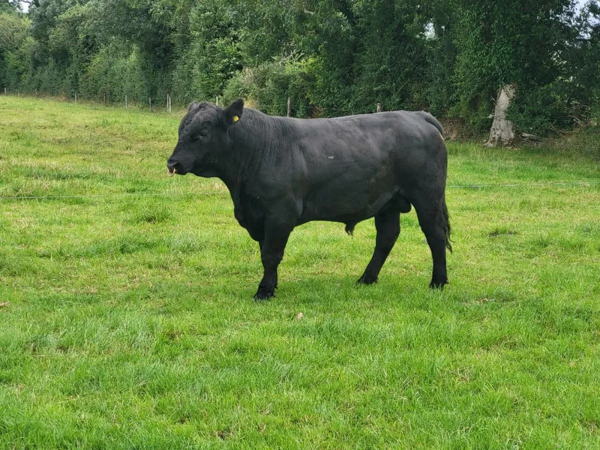 Angus Bulls - Image 1