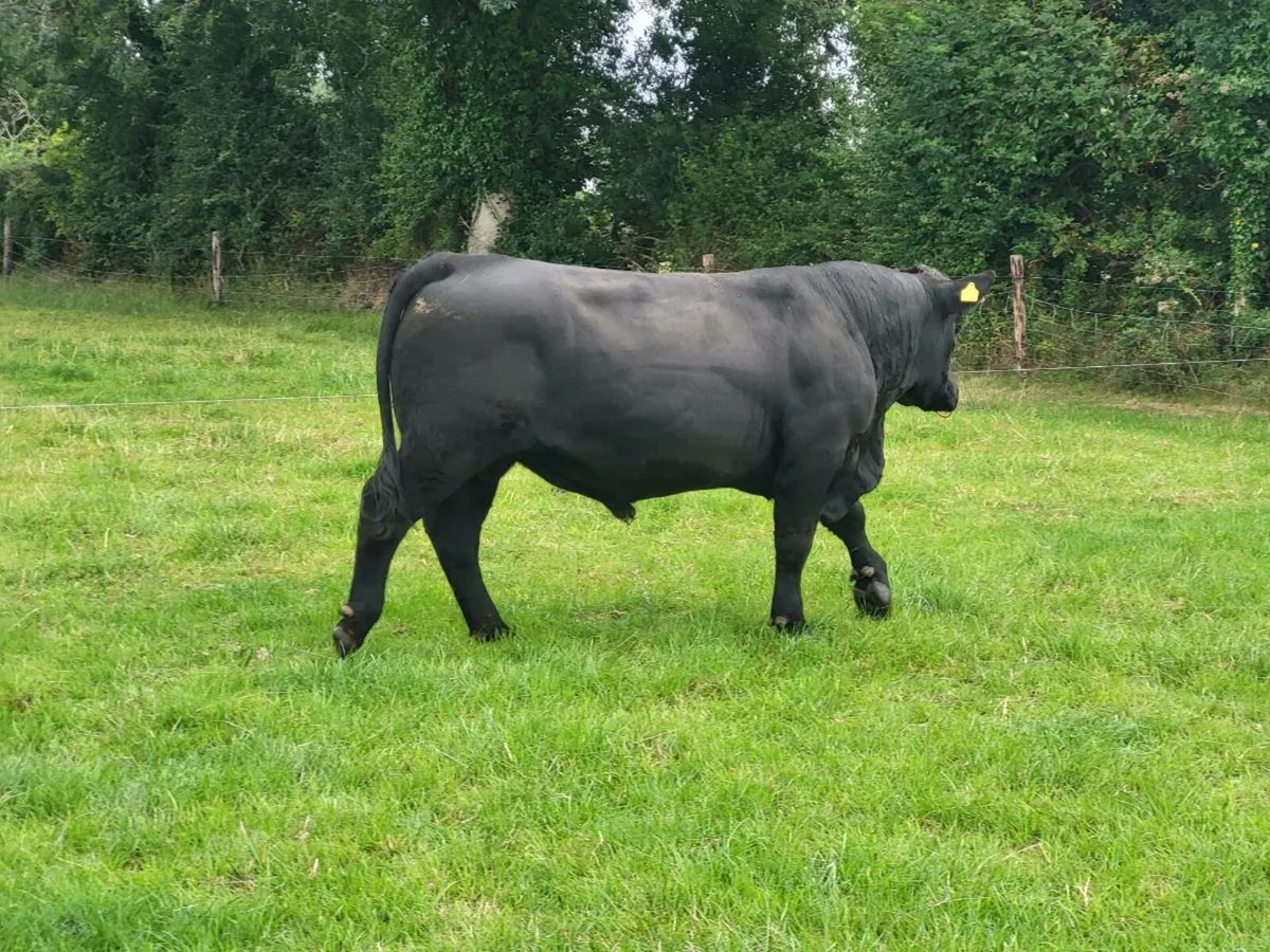 Angus Bulls - Image 2