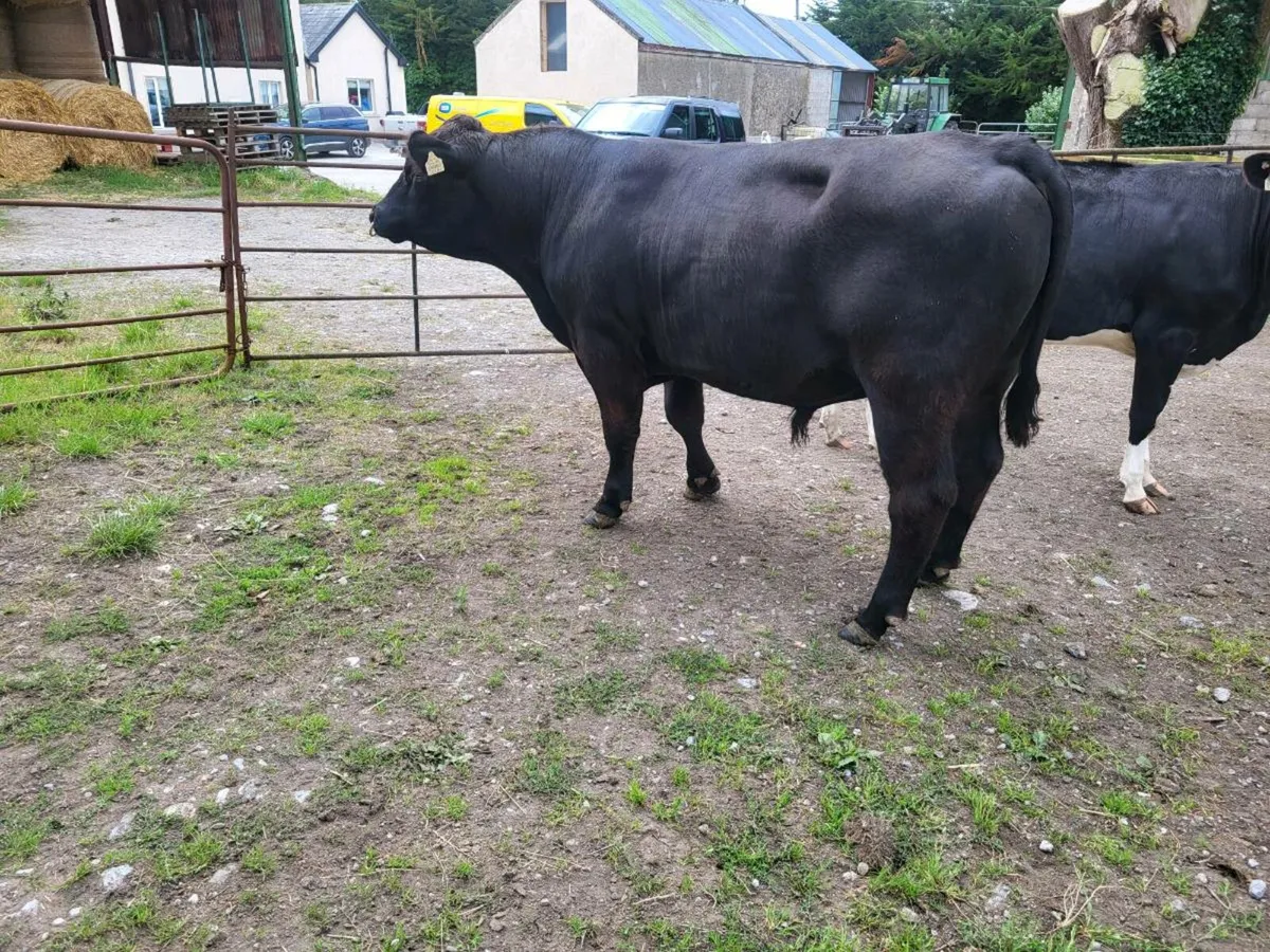 Angus Bulls - Image 3