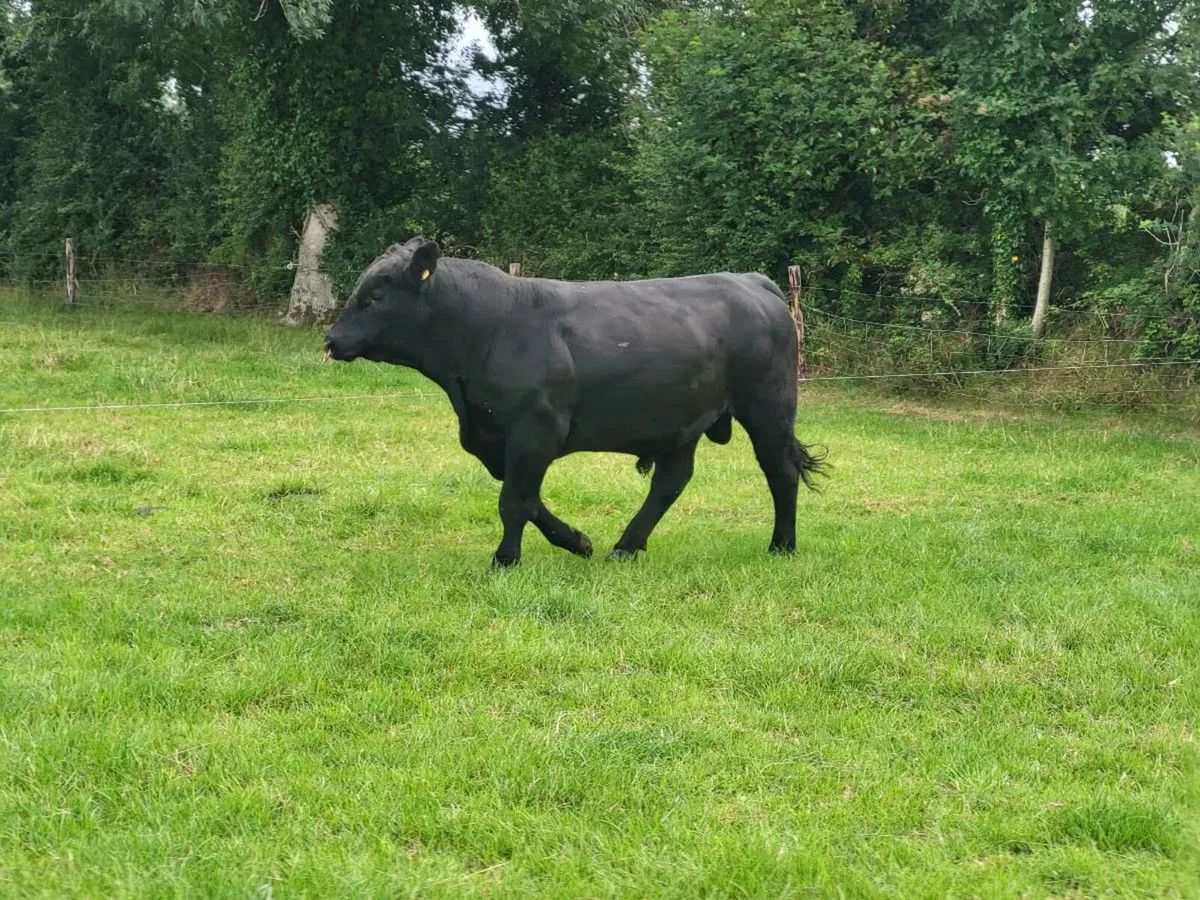 Angus Bulls - Image 4
