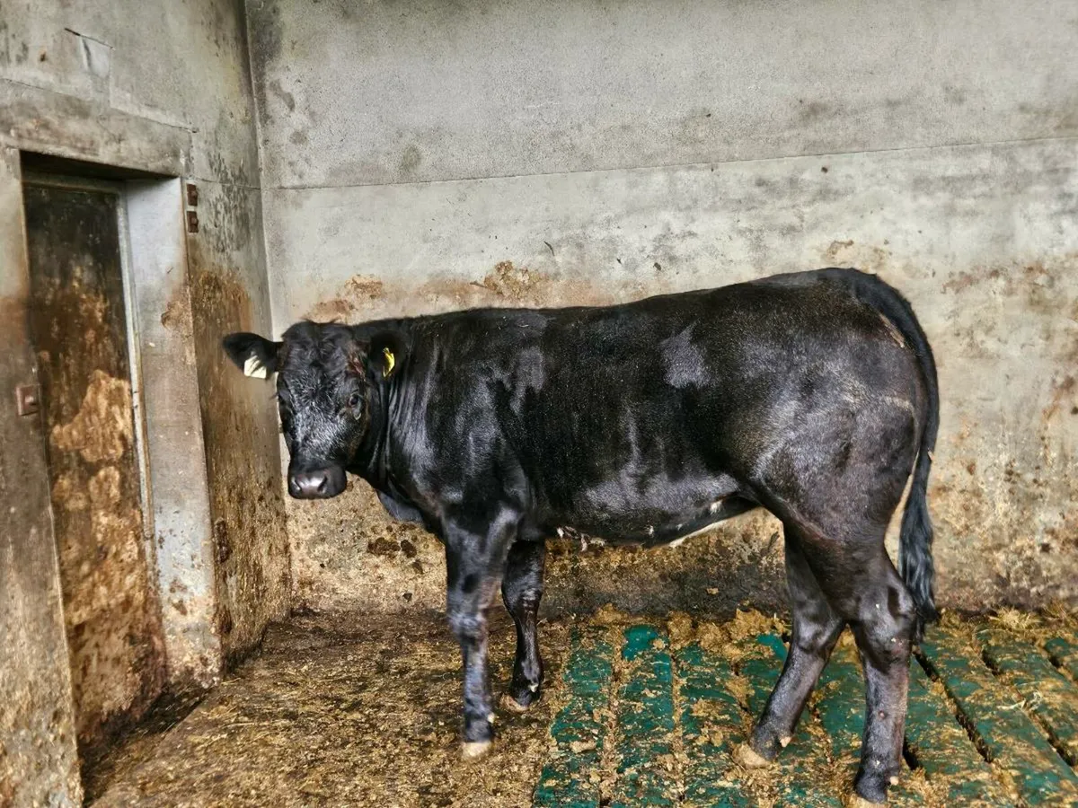 Breeding Heifer - Image 2