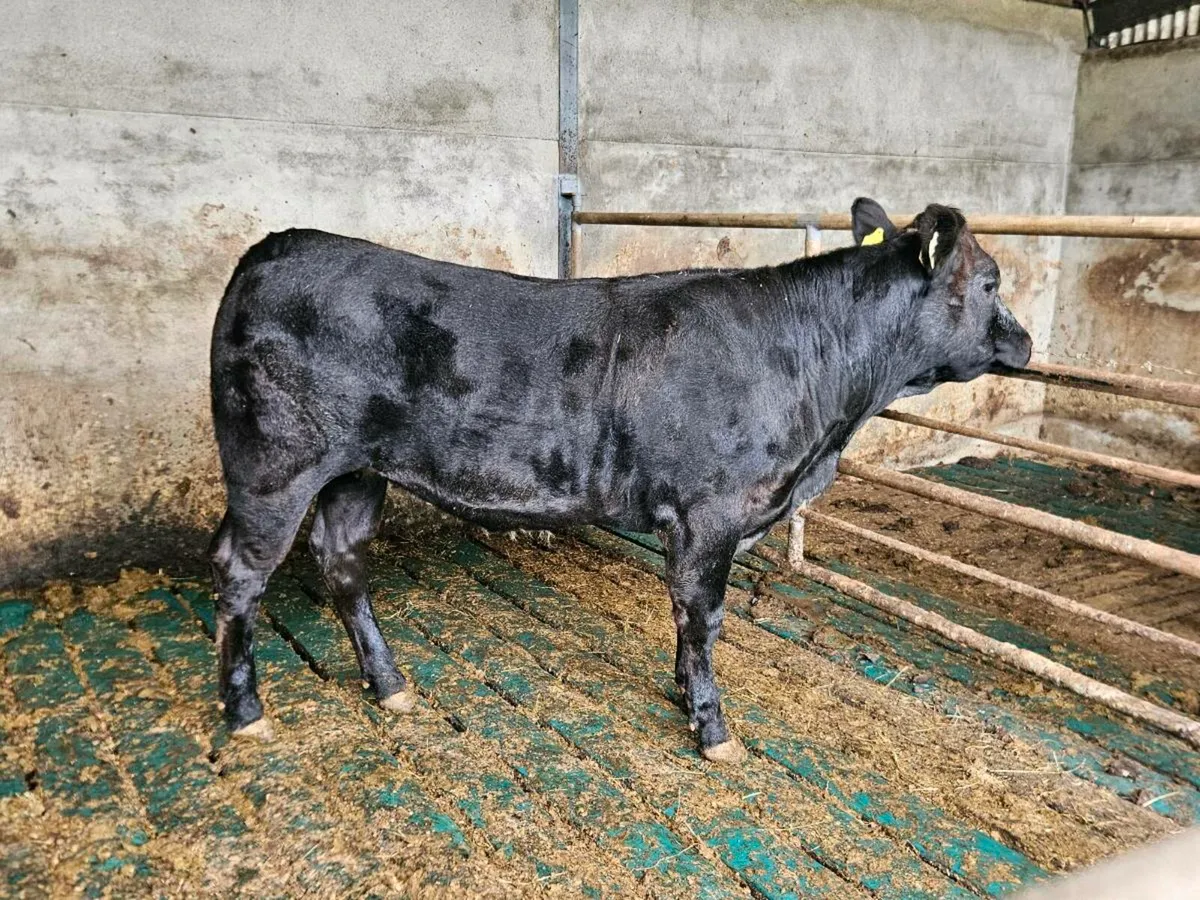 Breeding Heifer - Image 3