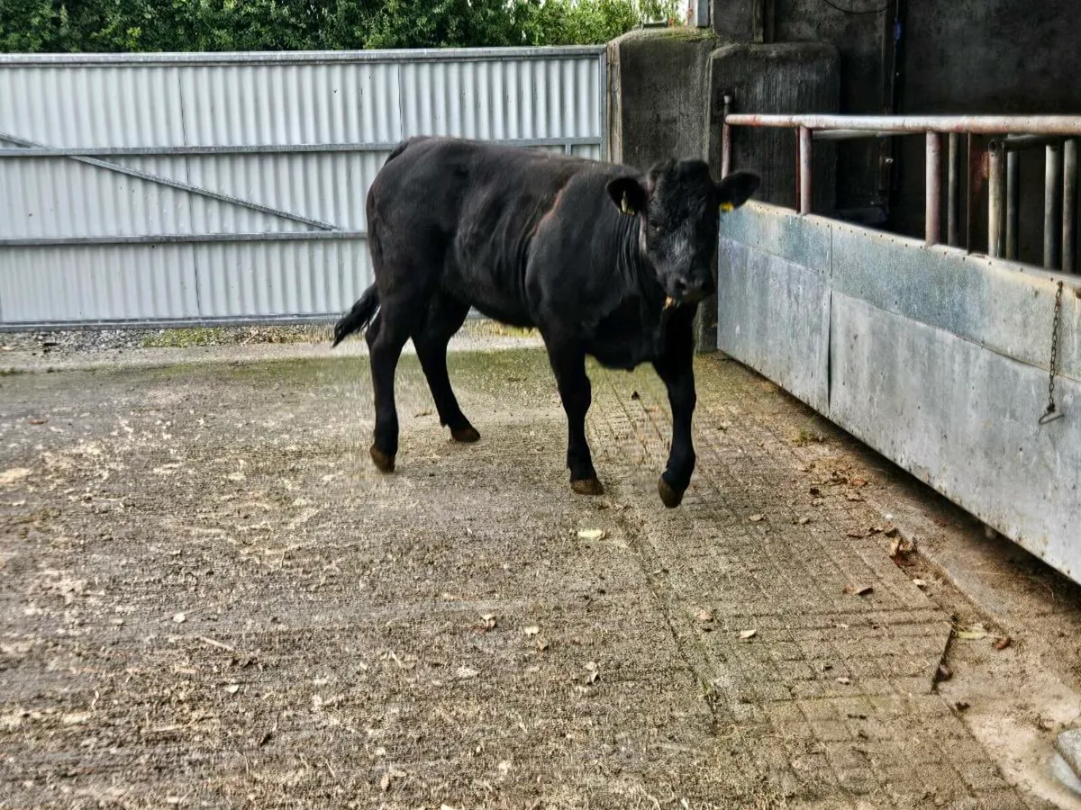 Breeding Heifer - Image 1