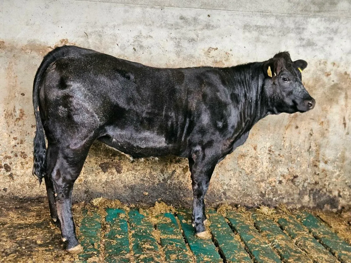 Breeding Heifer - Image 4