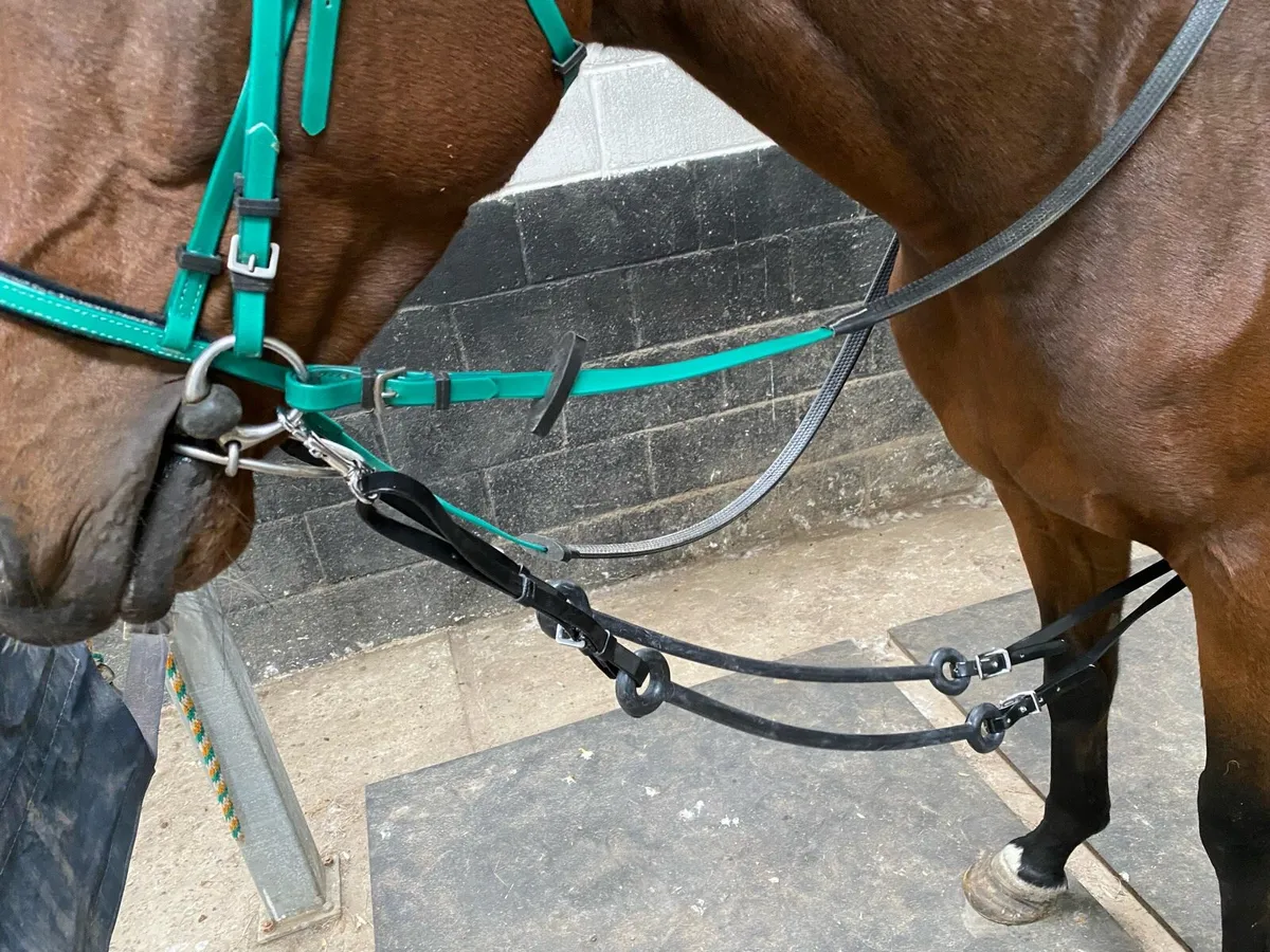 Race exercise bridles - Image 1