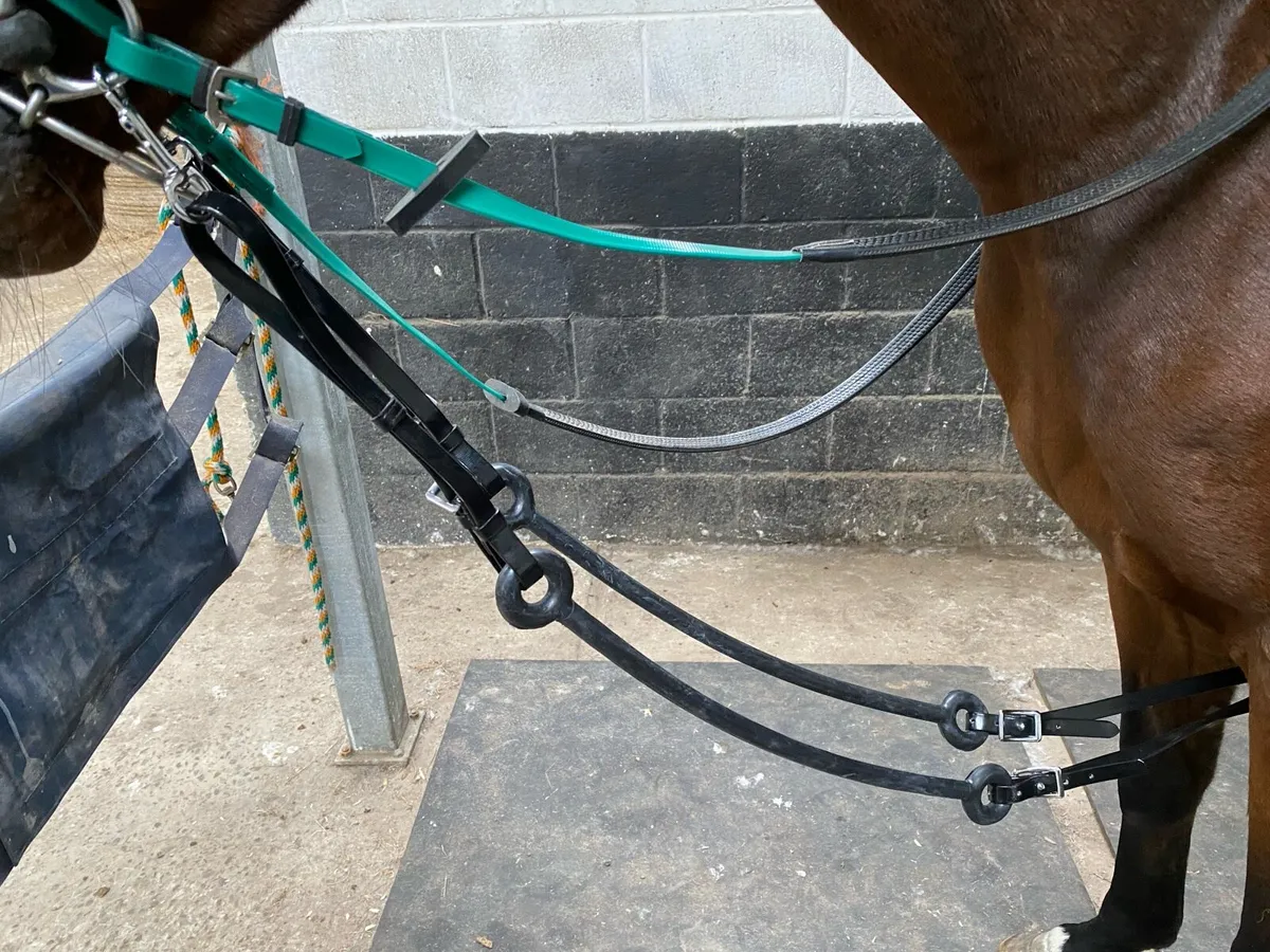 Race exercise bridles - Image 2