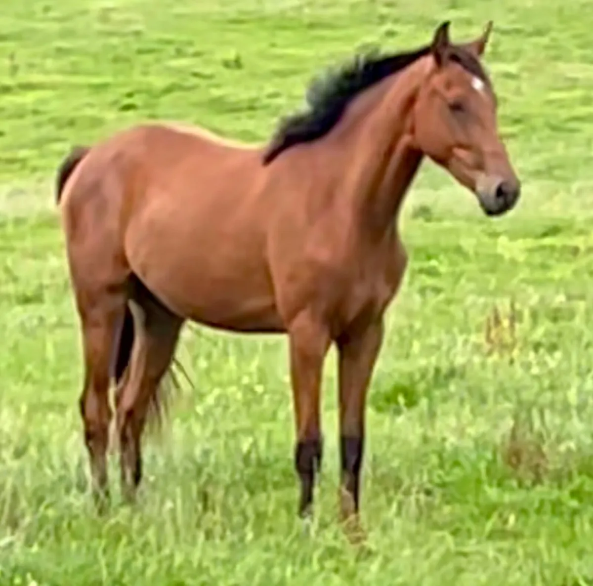 ISH 2 year old bay gelding - Image 1