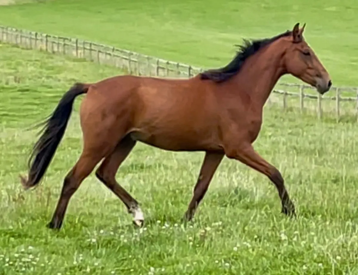 ISH 2 year old bay gelding - Image 2