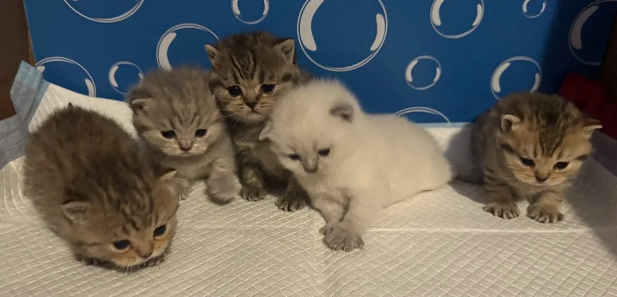 Fabulouse cross breed kitten - Image 1