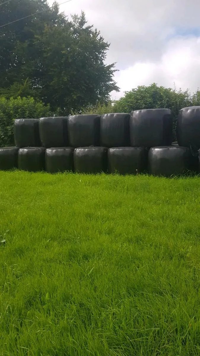 Silage bales - Image 1