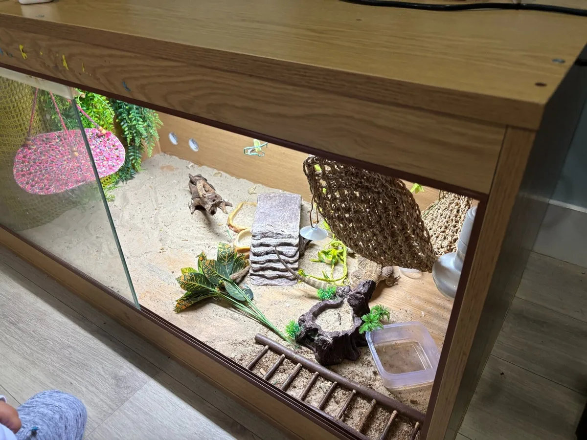 Bearded dragon - Image 1