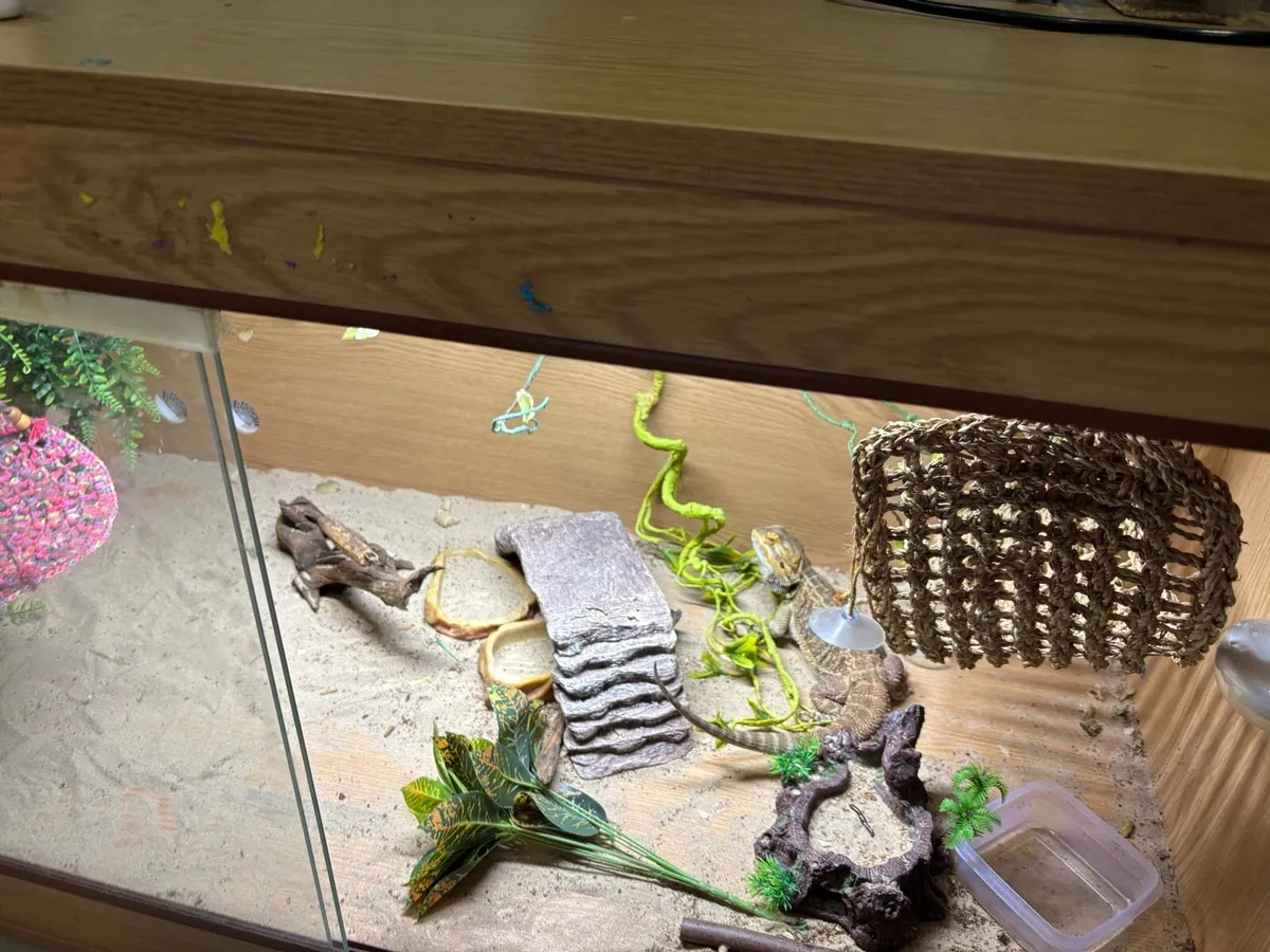 Bearded dragon - Image 2