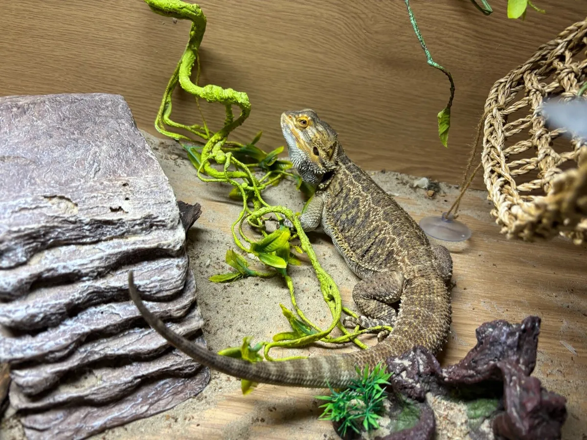 Bearded dragon - Image 3