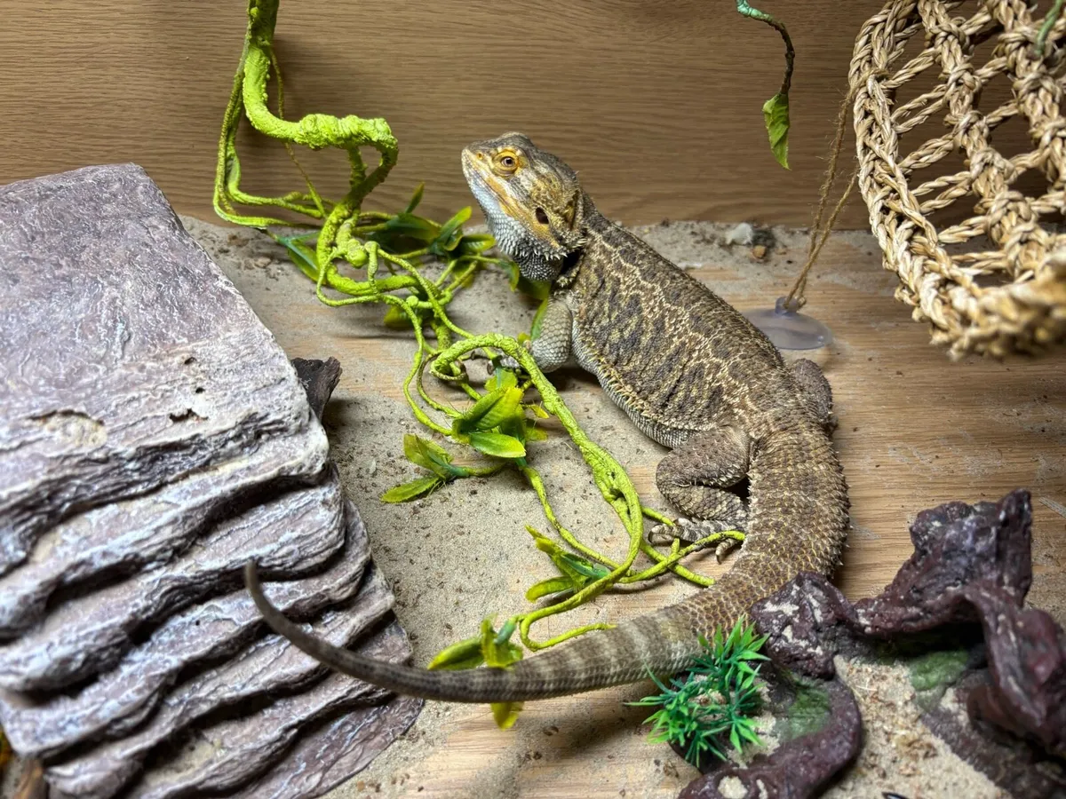 Bearded dragon - Image 4