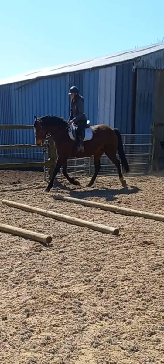 16.2 mare by clover flush - Image 1