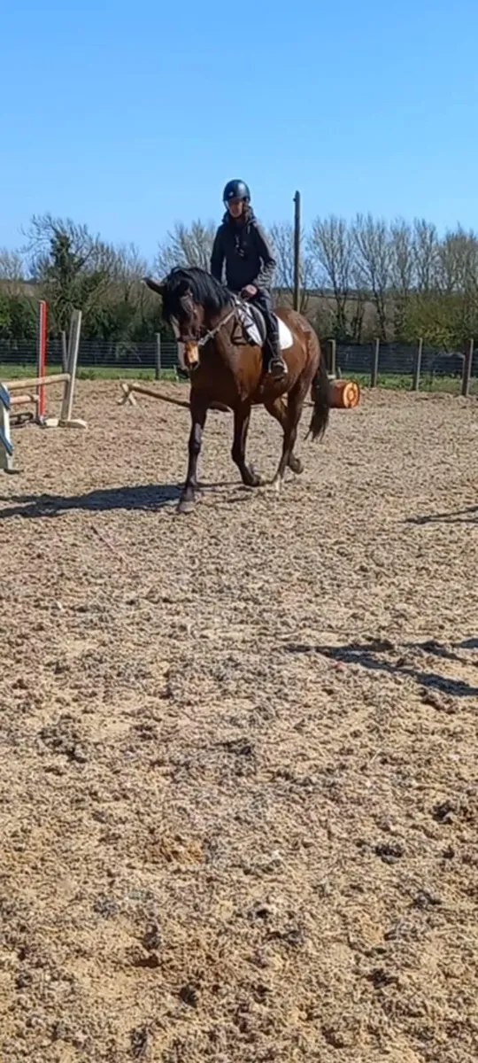 16.2 mare by clover flush - Image 2