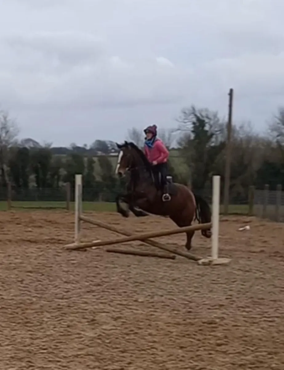 16.2 mare by clover flush - Image 2