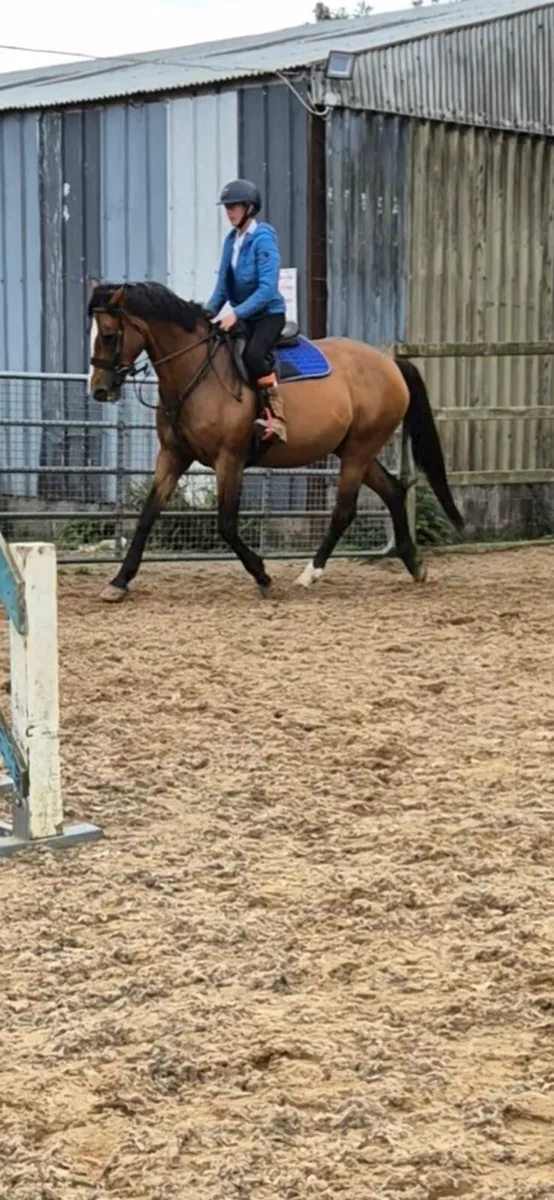 16.2 mare by clover flush - Image 3
