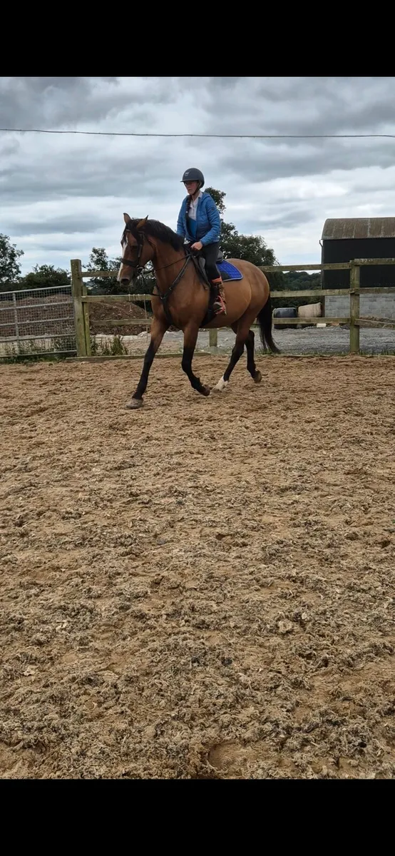 16.2 mare by clover flush - Image 4