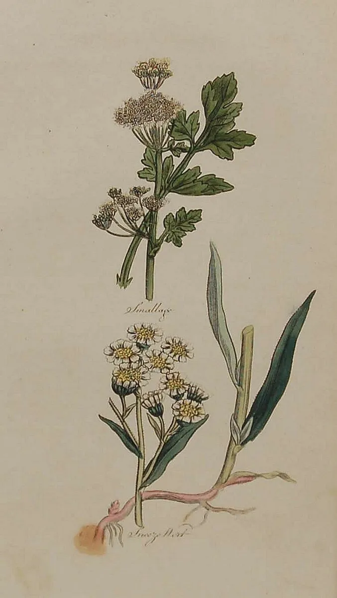 Sneeze Wort 1812 Antique Botanical Print - Image 1
