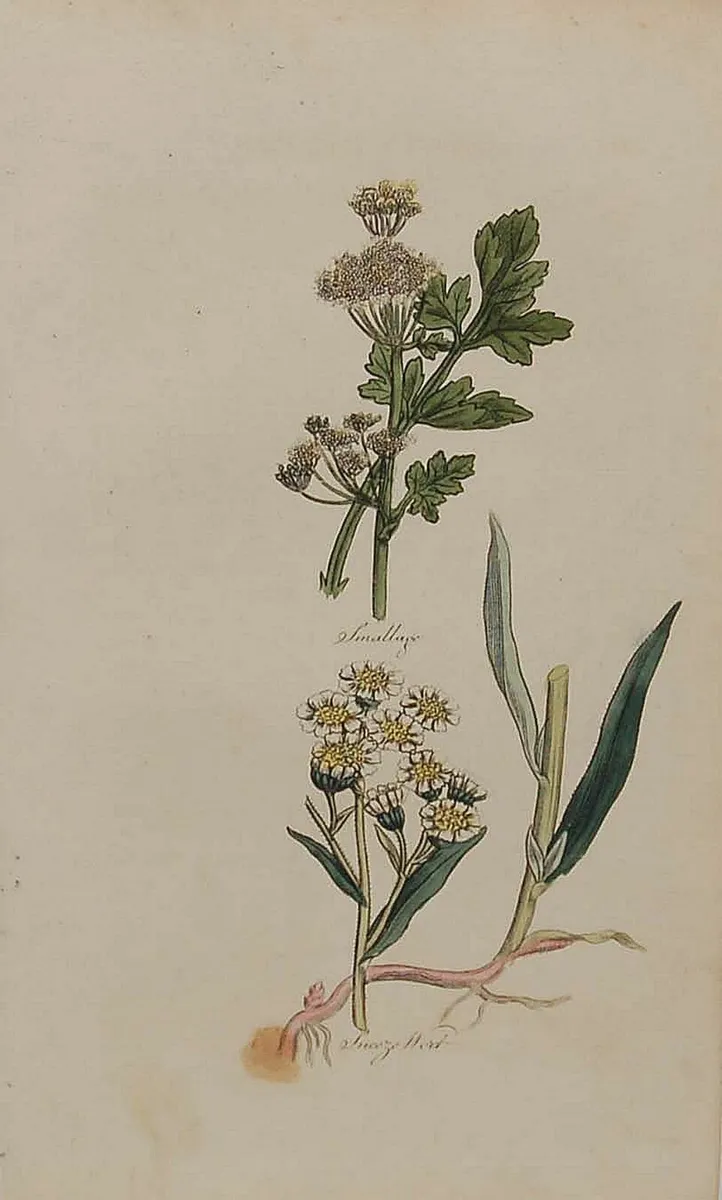 Sneeze Wort 1812 Antique Botanical Print - Image 2