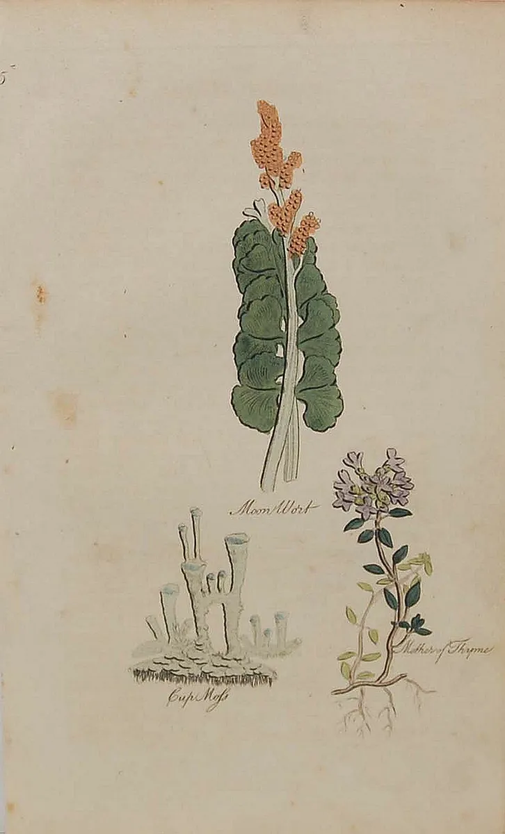 Mother of Thyme 1812 Botanical Print - Image 1