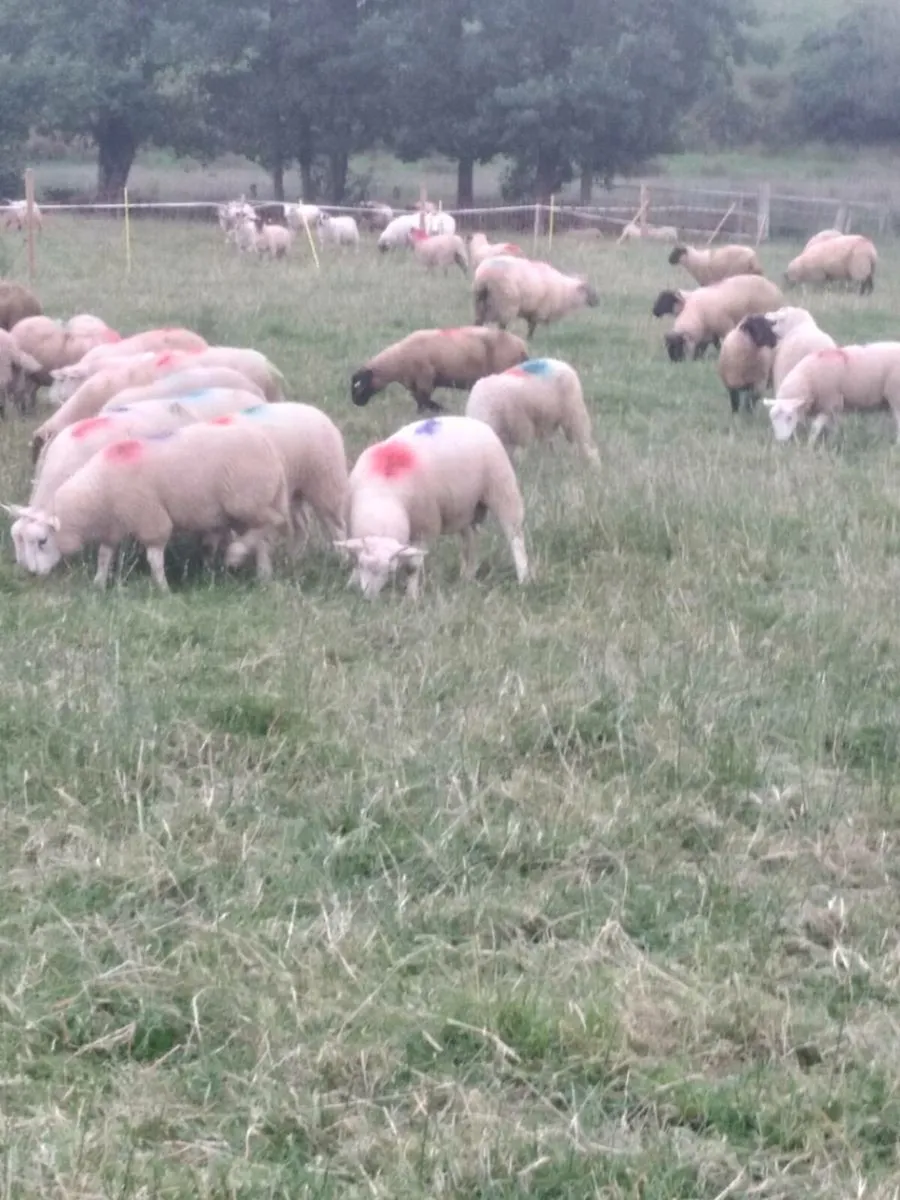 Lambs - Image 1