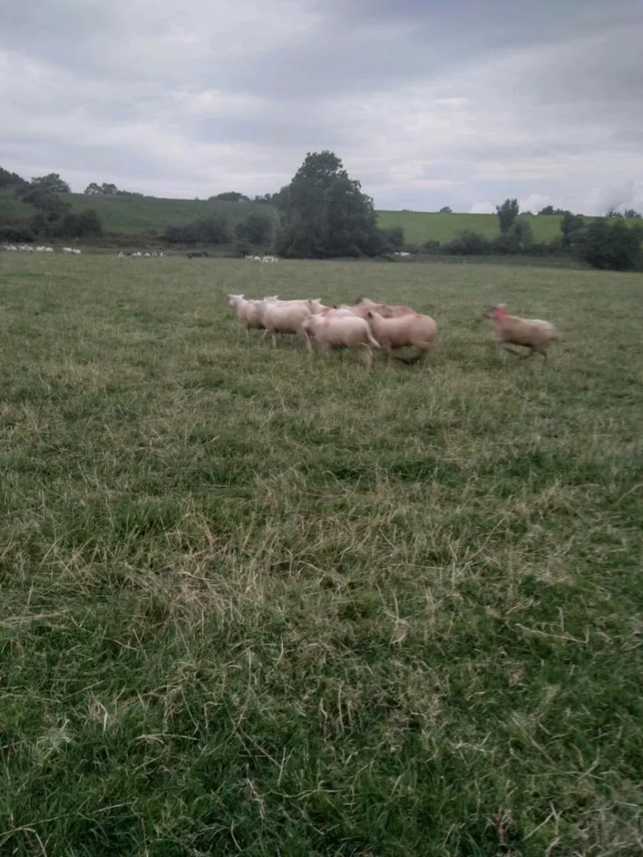 Lambs - Image 2