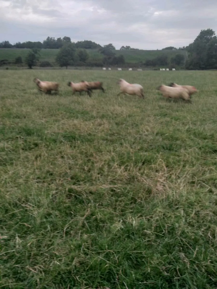 Lambs - Image 3