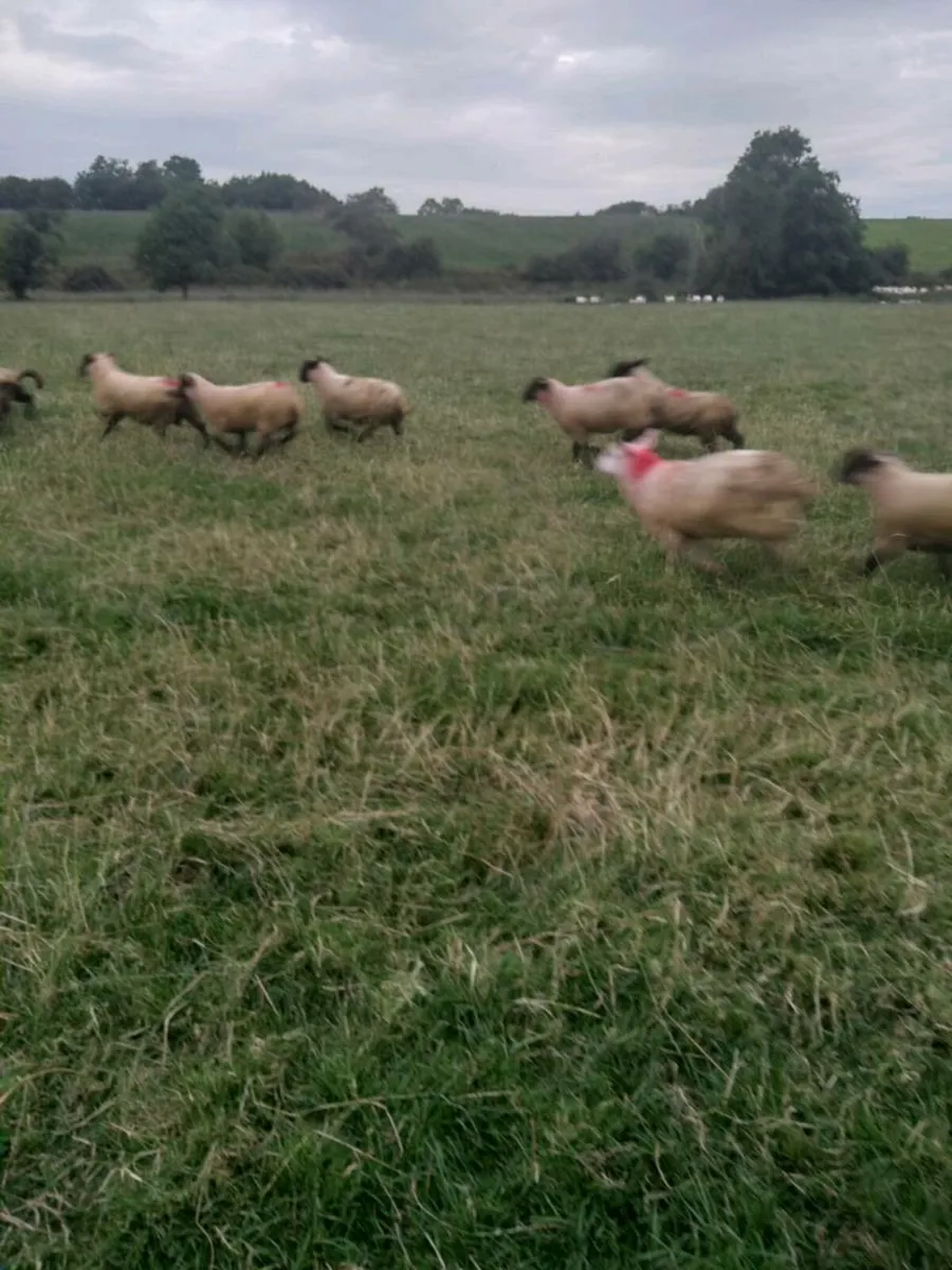 Lambs - Image 4